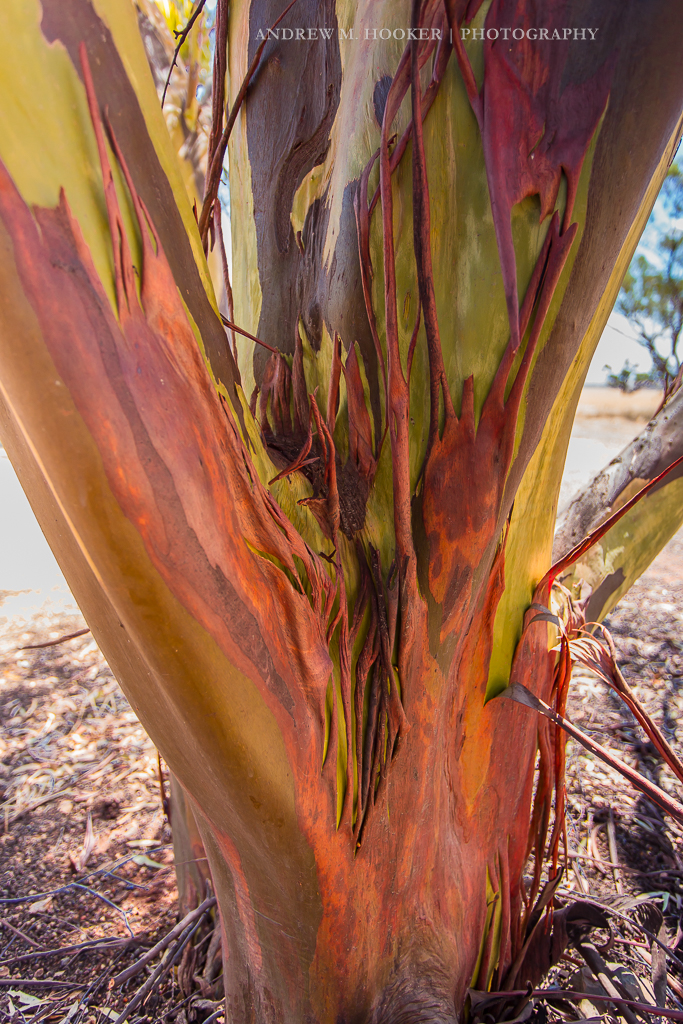 Orrorroo Tree Bark